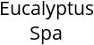 Eucalyptus Spa